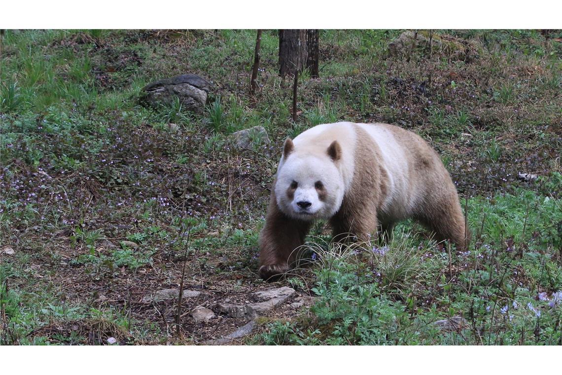 Qizai ist der einzige braune Panda, der in Gefangenschaft lebt.