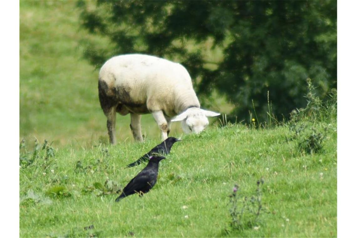 Raben stehen auf einer Weide vor einem Schaf. Foto: picture alliance / dpa