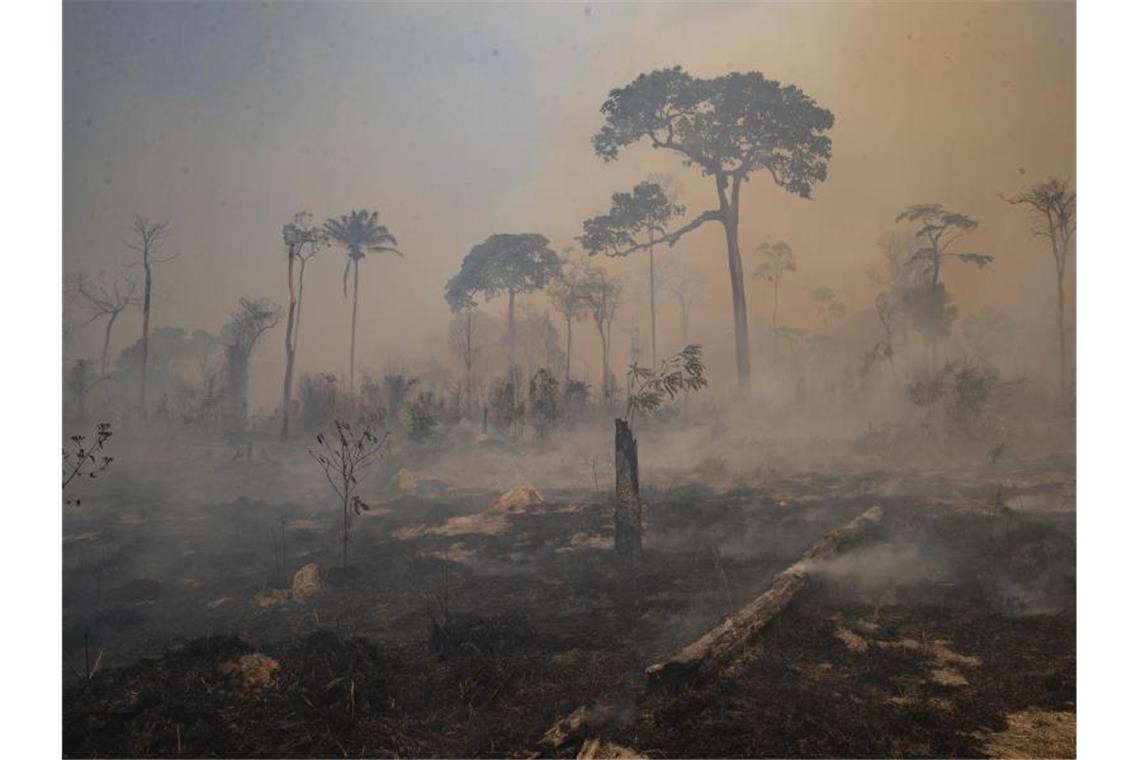 Studie: Amazonas-Regenwald verliert an Widerstandsfähigkeit Rauch steigt während eines Brandes im Amazonas-Gebiet auf. Foto: Andre Penner/AP/dpa