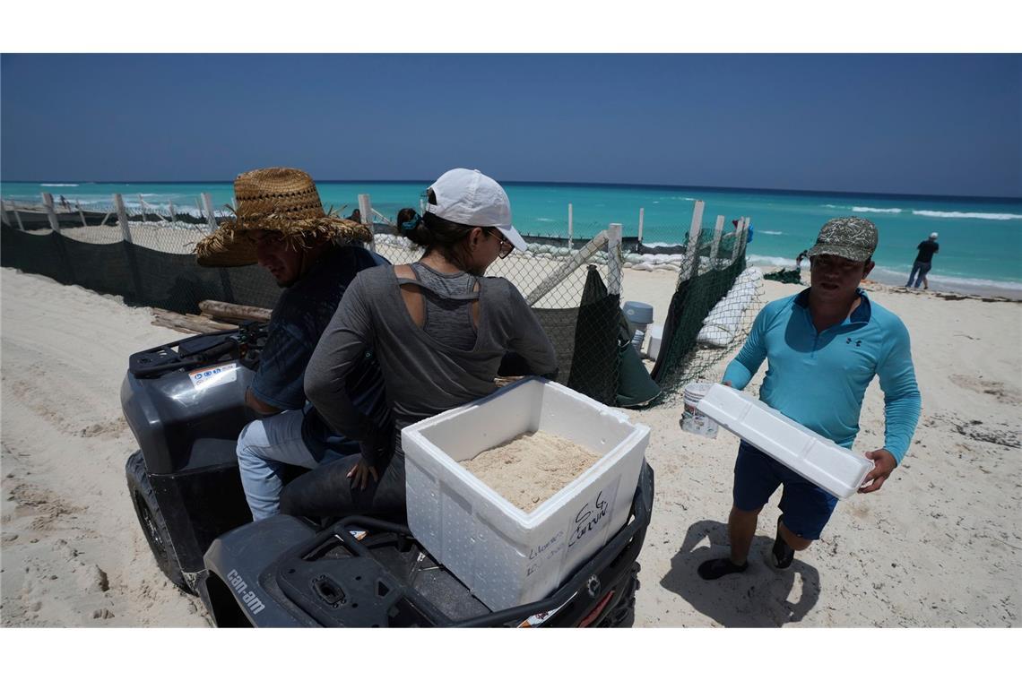 Retter am Strand: Staatliche Angestellte evakuieren Schildkröteneier vom Strand der mexikanischen Halbinsel Yucatán, um sie vor dem herannahenden Hurrikan "Beryl" zu schützen.