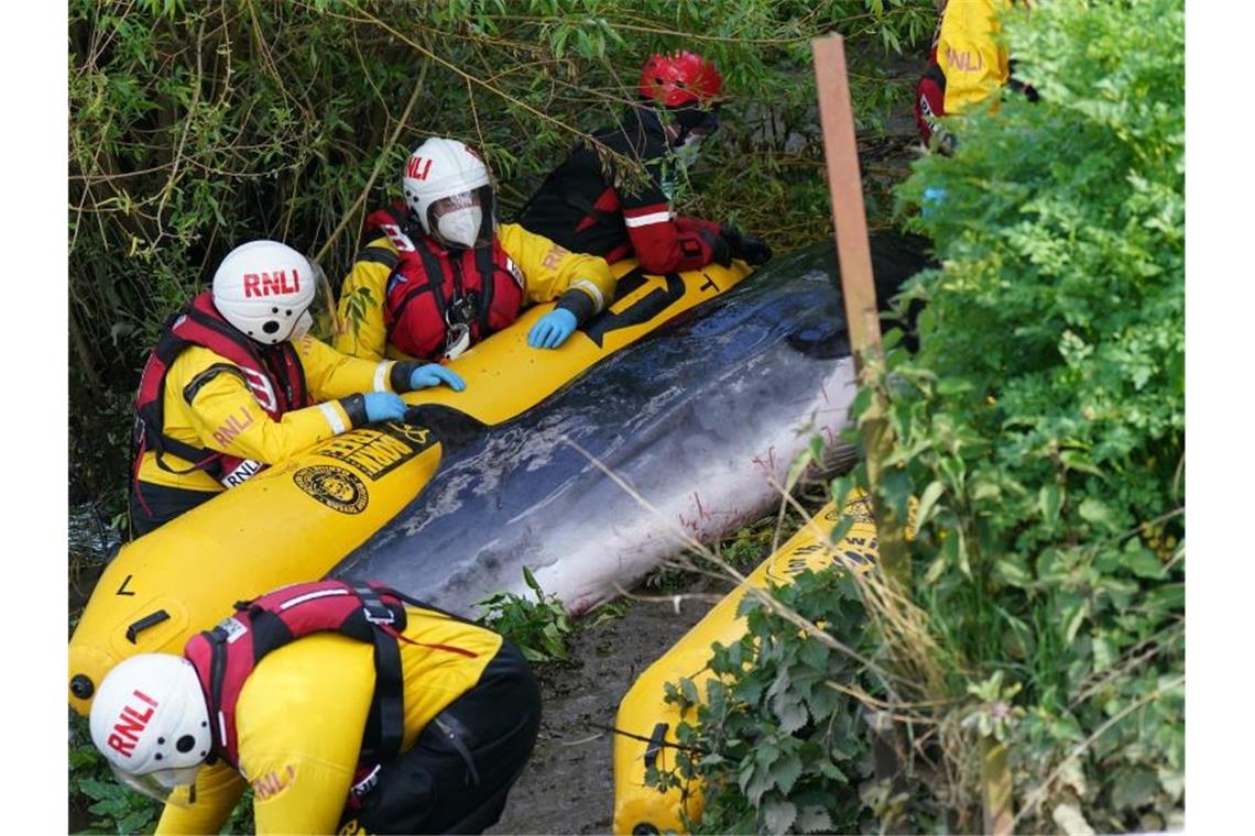 Verirrter Wal an der Themse in London eingeschläfert Rettungskräfte bemühen sich an einer Schleuse in der Themse um den jungen Minkwal. Foto: Yui Mok/PA Wire/dpa