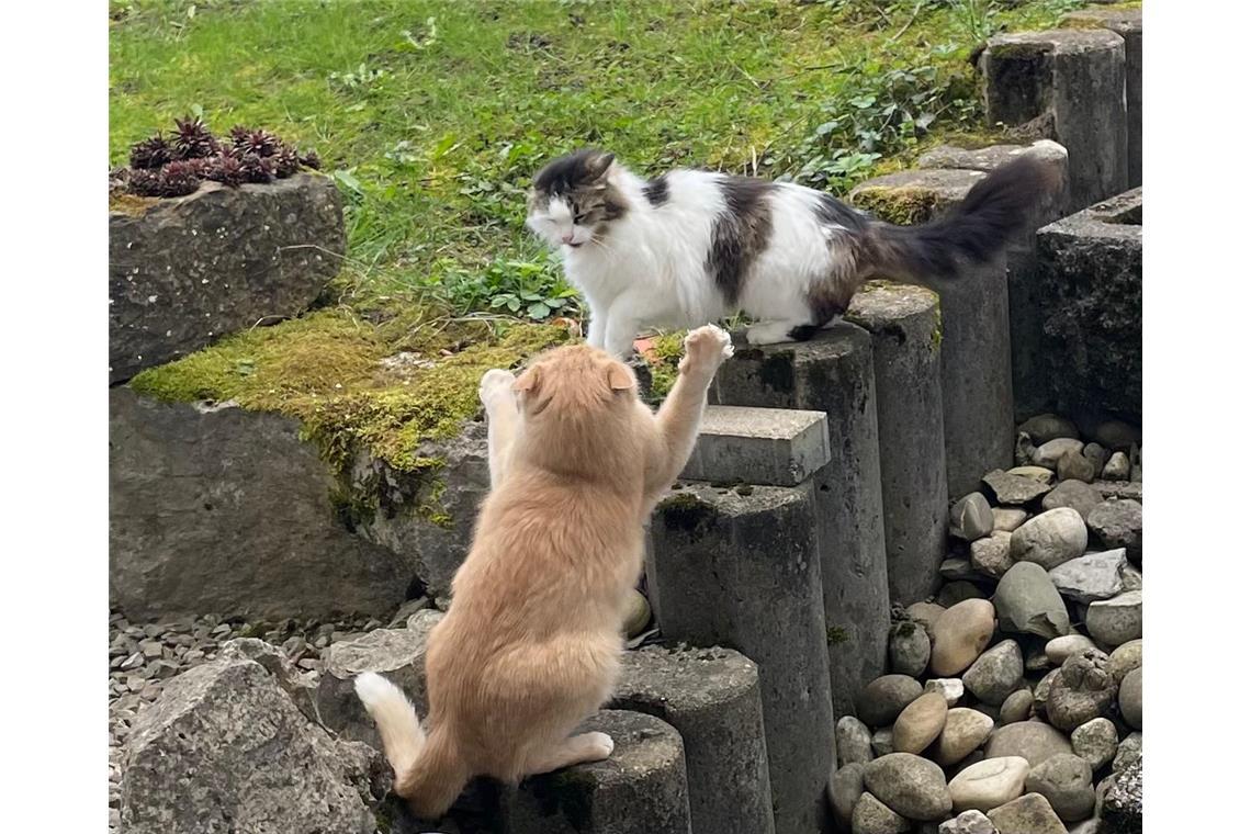  Richtig Action gibt es schon mal zwischen Nooska und Buddy. Vielleicht gab es j...