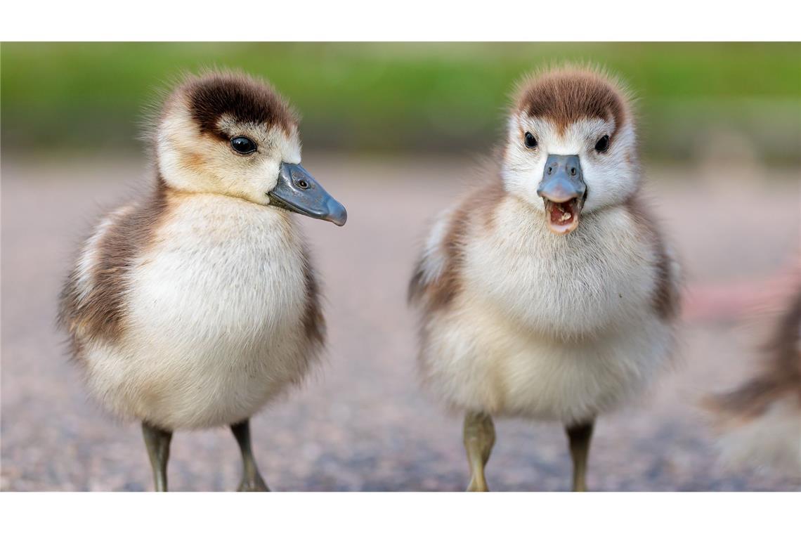 Richtung Frühling - zwei kleine Nilgans-Küken auf dem Weg