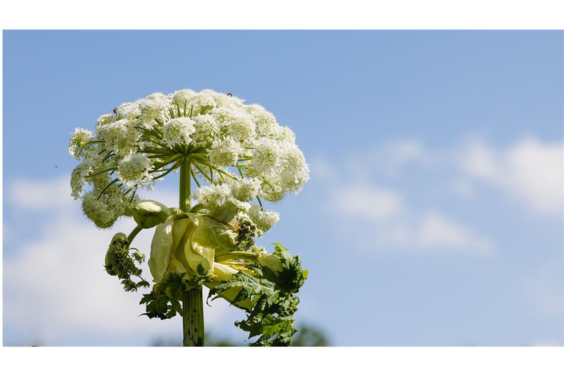 Riesen-Bärenklau (Heracleum mantegazzianum): Diese auch Bärenkralle, Herkulesstaude oder Herkuleskraut genannte Staude enthält sogenannte Furocumarine – ein spezieller Abwehrstoff bei Pflanzen. Bei Bestrahlung durch Sonnenlicht, auch um mehrere Stunden oder Tage verzögert, können sie nach Hautkontakt phototoxische Reaktionen hervorrufen. Dabei handelt es sich um vergiftende Wirkungen auslöst, meist auf der Hautoberfläche. Bei empfindlichen Menschen genügt bereits ein einfacher Kontakt mit der Oberfläche der Blätter.