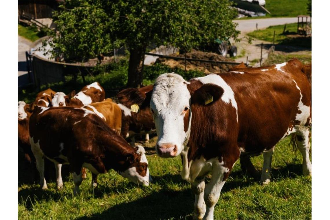 Rinder stehen auf einer Weide. Foto: Philipp von Ditfurth/dpa/Symbolbild