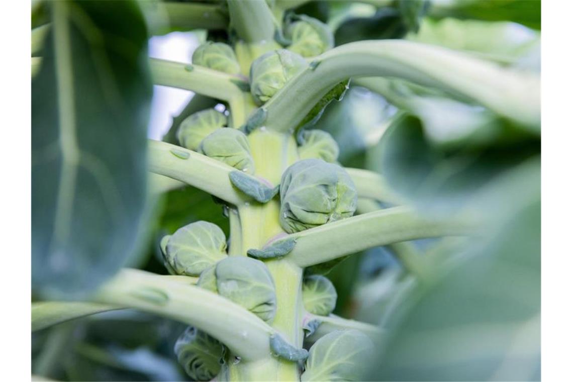 Rosenkohl in Bioqualität. Foto: Rolf Vennenbernd/dpa