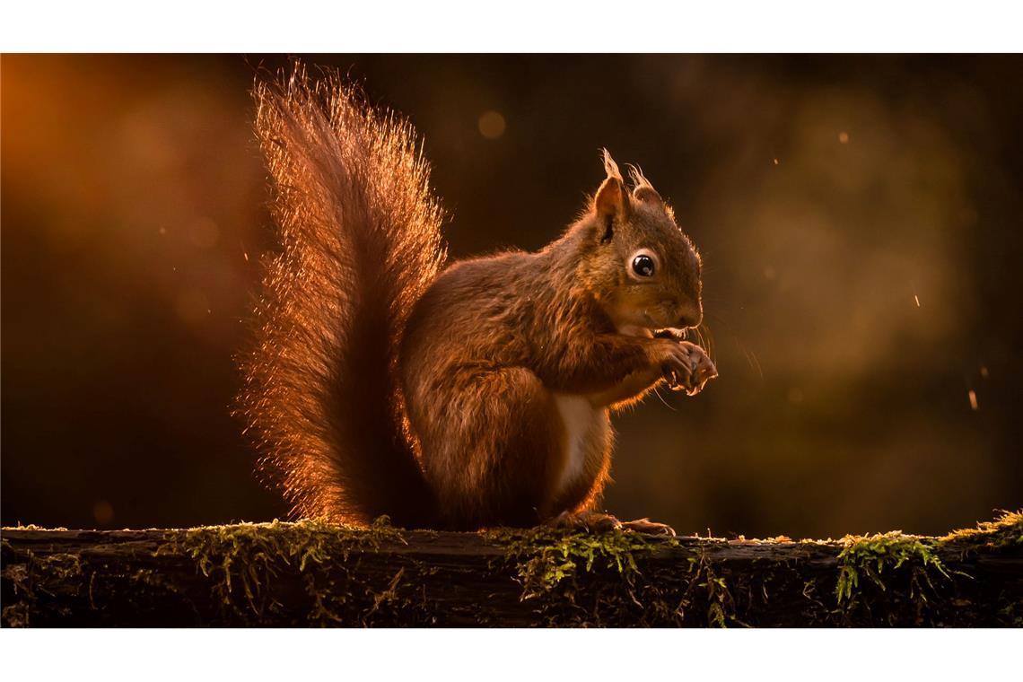 Rote Eichhörnchen werden in Großbritannien zunehmend verdrängt. (Archivbild)