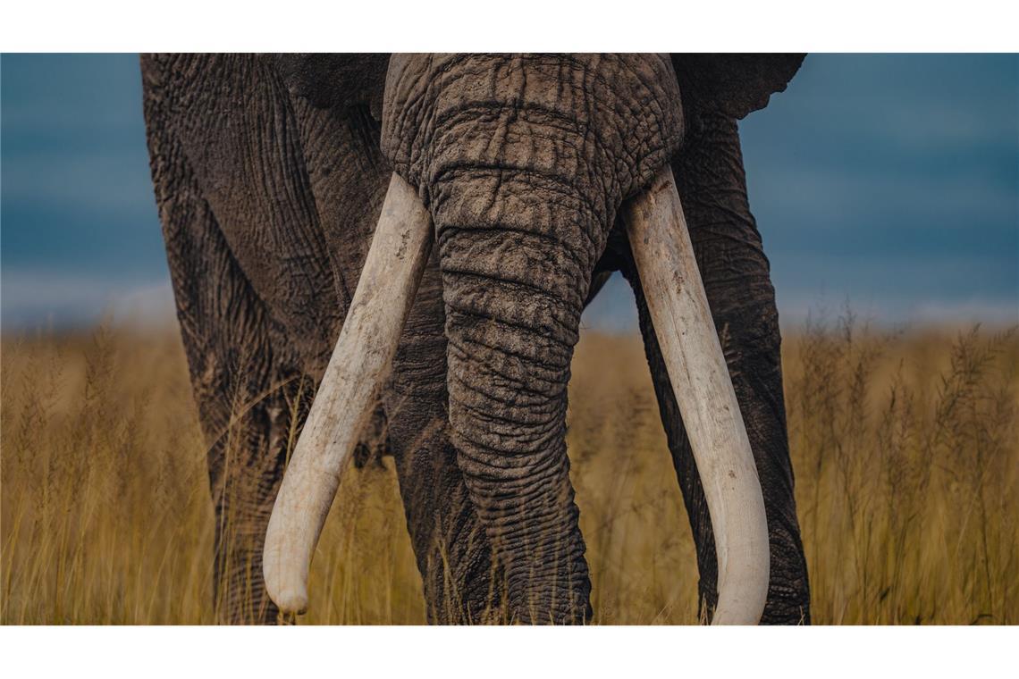Rund 350 000 Elefanten leben noch in Afrika in freier Wildbahn. Jedes Jahr werden nach Schätzungen des WWF 20 000 von ihnen wegen ihres Elfenbeins gewildert.