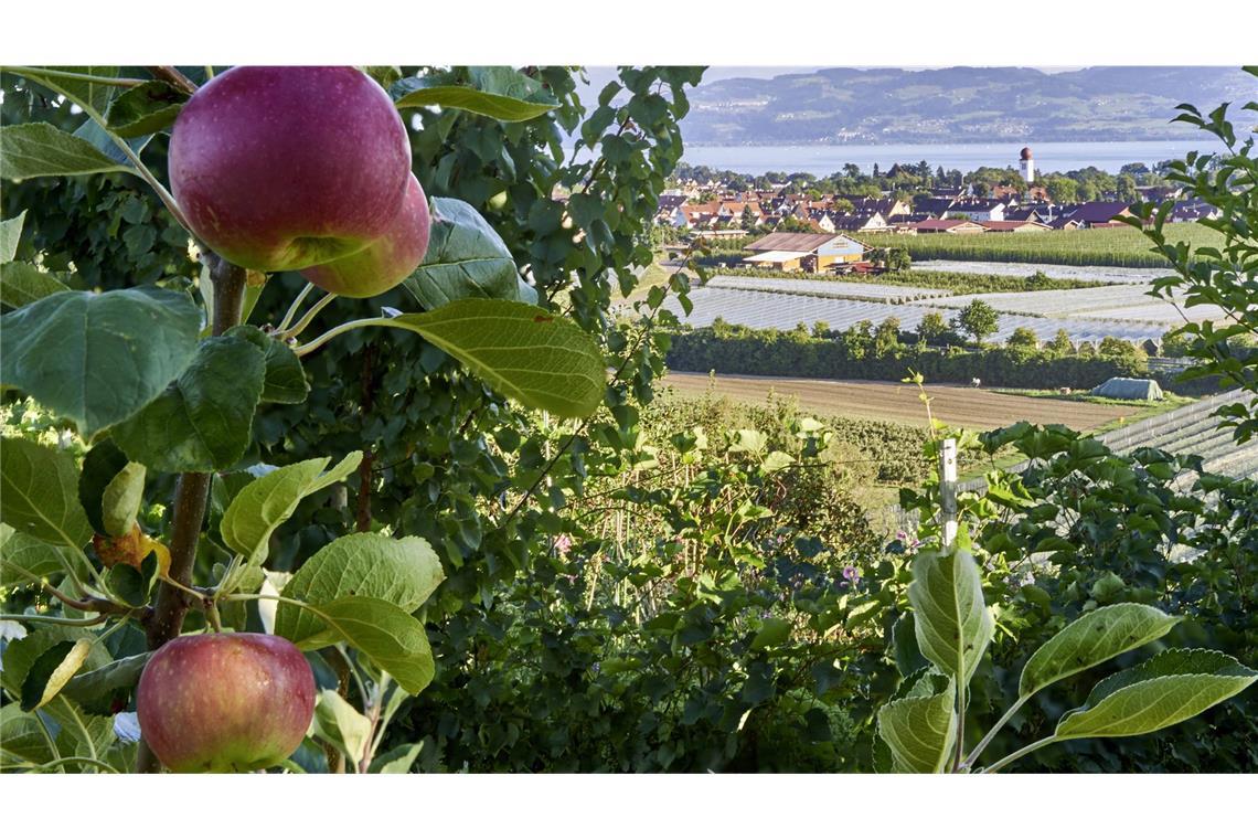 Rund um den Bodensee wird viel Kernobst angebaut.