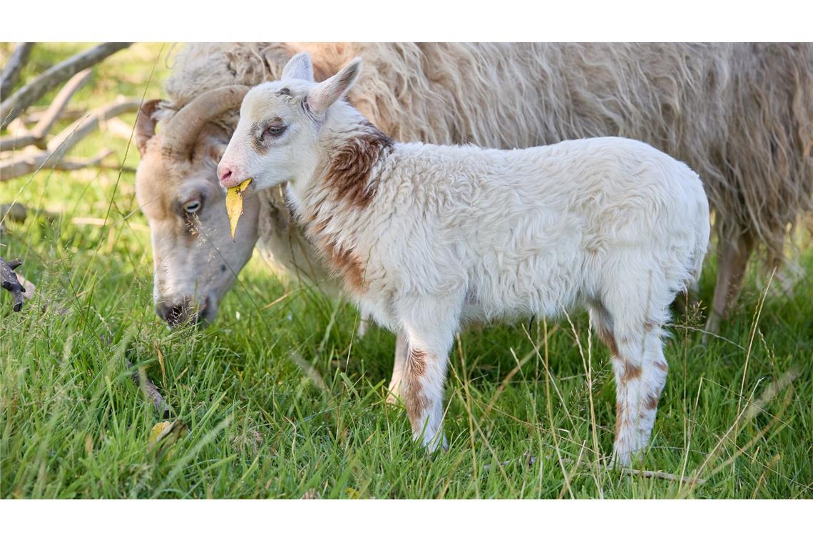 Rund zwei Wochen ist der kleine Schiegenbock nun alt.