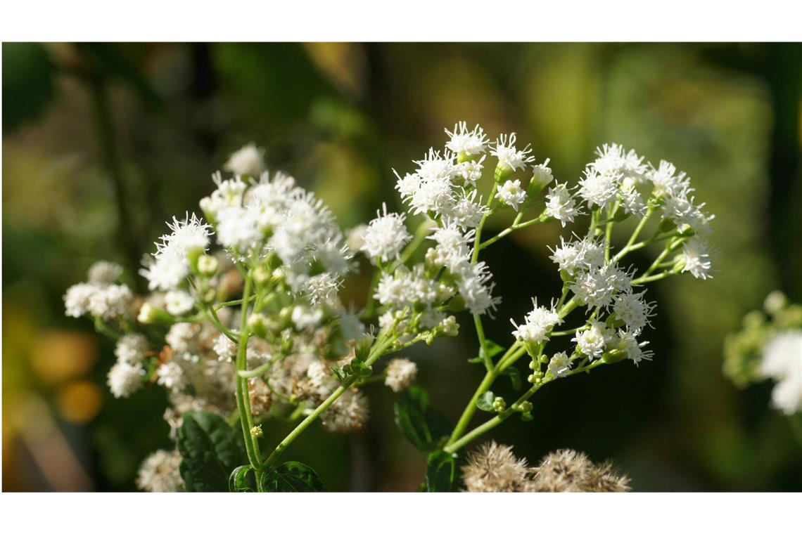 Runzeliger Wasserdost (Ageratina altissima): Vor allem in Amerika ist er verbreitet. Früher wurde er von unkundigen Siedlern als Viehfutter angebaut. Das in der Pflanze enthaltene Tremetol ging auf die Milch über. Tranken die Menschen die Milch (für Tiere ist das Gift ungefährlich), trat die berüchtigte „Milk-sickness“ oder Milchkrankheit auf: Appetitlosigkeit, Erbrechen, Verstopfung, Durst, Tremor, Delirium – bis zum Tod.