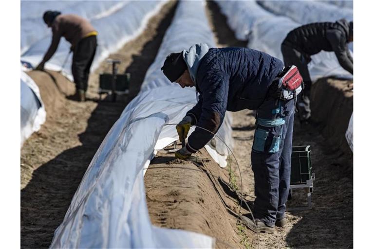 Saisonarbeiter stechen Spargel auf einem Feld. Foto: Paul Zinken/dpa/Archivbild