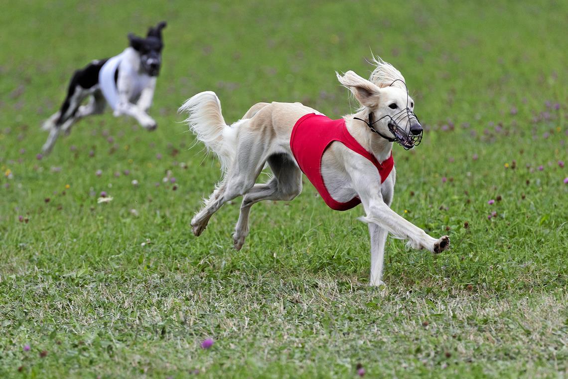 Saluki-Rüde Berin hat sichtlich Spaß daran, mit hohem Tempo über die Wiese bei Grab zu sprinten. Zum Windhunderennen kommen rund 250 Hundehalter. Fotos: Jörg Fiedler