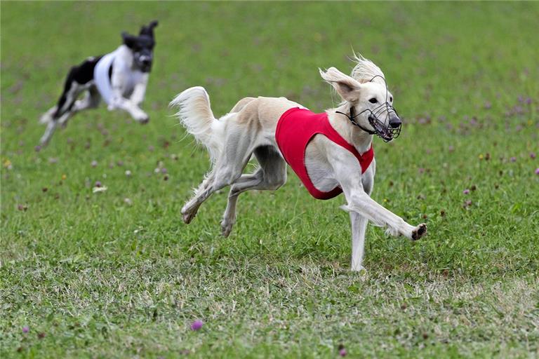 Saluki-Rüde Berin hat sichtlich Spaß daran, mit hohem Tempo über die Wiese bei Grab zu sprinten. Zum Windhunderennen kommen rund 250 Hundehalter. Fotos: Jörg Fiedler