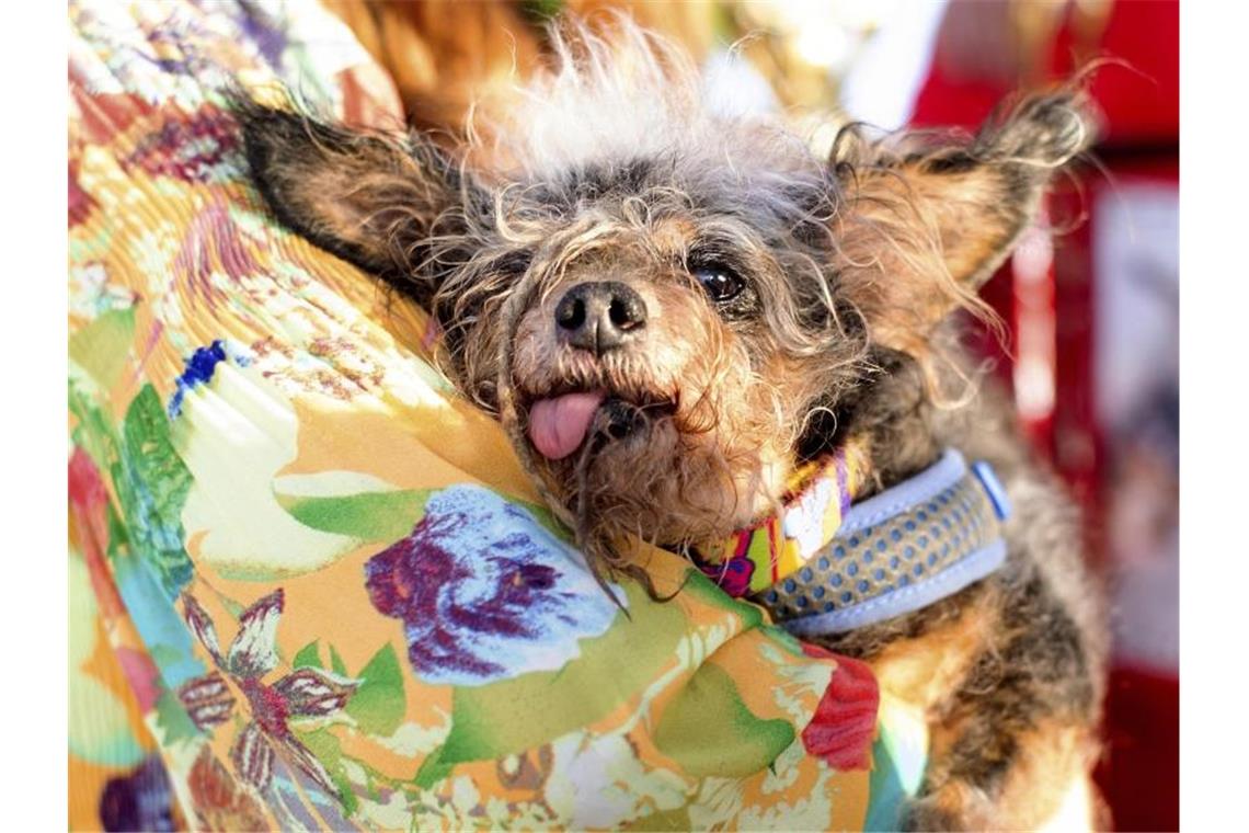 „Scamp the Tramp“ ist der hässlichste Hund der Welt