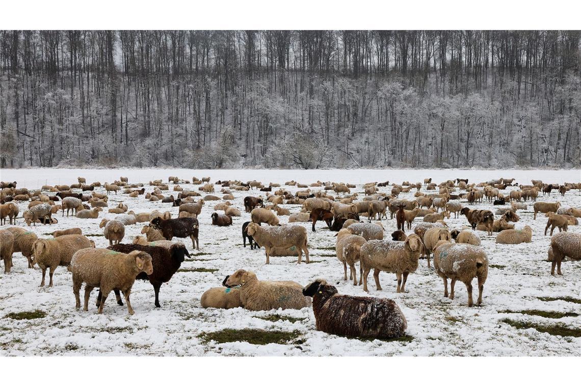 Schafe im Schnee.