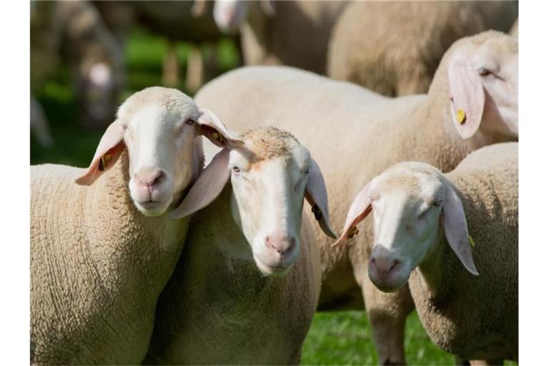 Schafe stehen in einer Herde auf einer Wiese. Foto: Daniel Karmann/dpa/Symbolbild