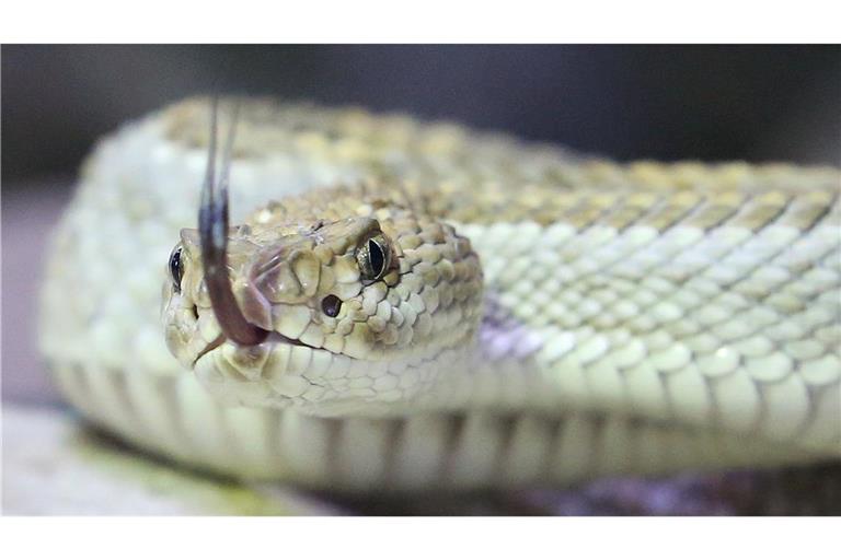 Schlangen stehen in Australien „nur“ auf Platz 5 der tödlichsten Tiere.