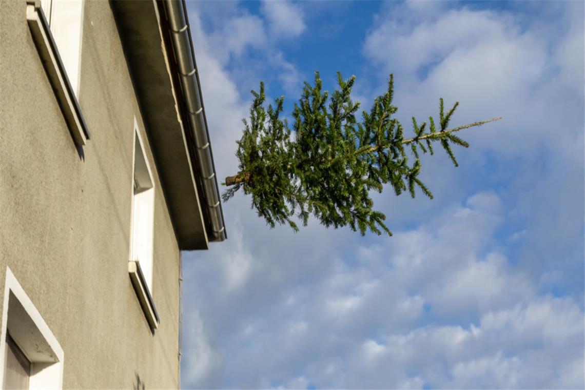 Schmeißen die Schweden an "Knut" wirklich den Weihnachtsbaum aus dem Fenster?