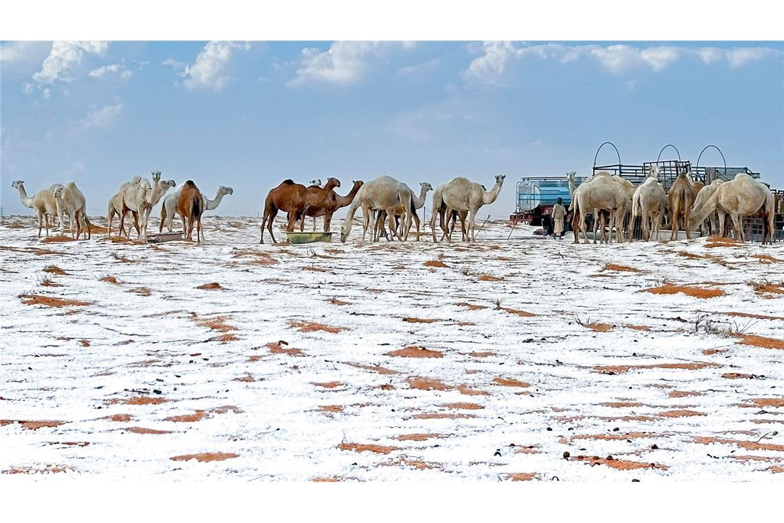 Schnee in der Wüste: Kamele in Saudi-Arabien erleben Winterwunder.