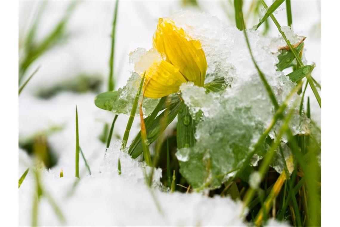 Schnee liegt auf Winterlingen in einem Garten. Foto: Julian Stratenschulte/dpa