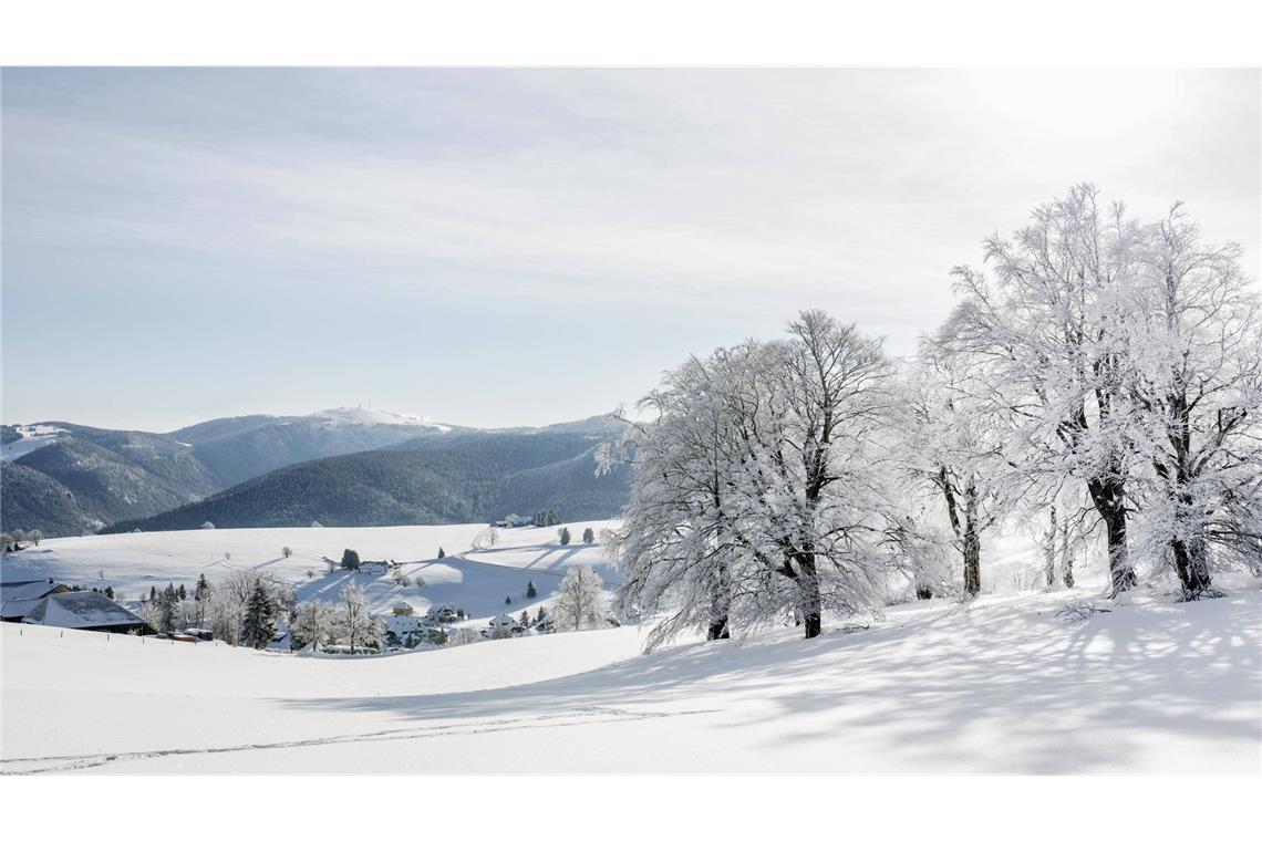 Schneebedeckte Buchen bei Hofsgrund im Südschwarzwald (Archiv).