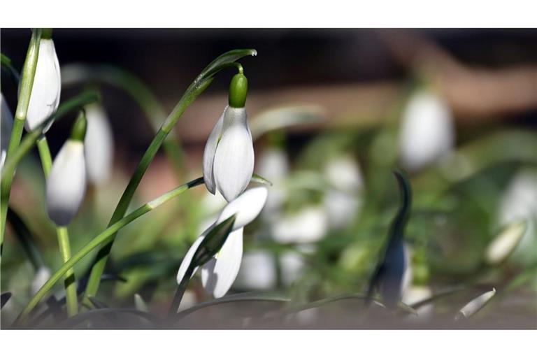 Schneeglöckchen blühen in einem Garten.