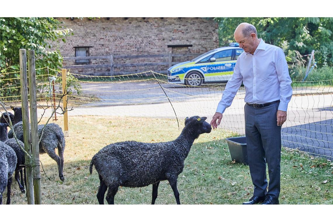 Scholz trifft Schaf - Bundeskanzler auf Sommerreise