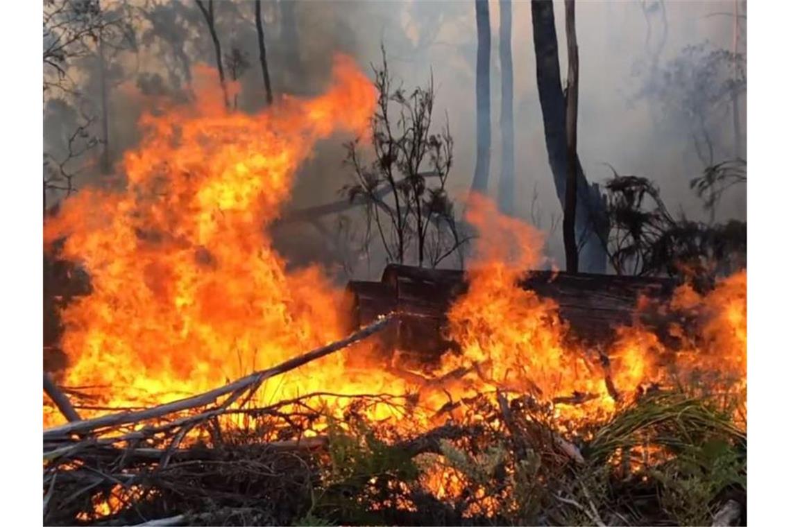 Tausende fliehen vor Feuern in Australien Schon seit Oktober wüten die Buschbrände in Australien, doch nun hat sich die Lage zugespitzt: Allein in New South Wales ist mittlerweile eine Fläche der Größe Belgiens abgebrannt. Foto: Tasmania Fire Service/TASMANIA FIRE SERVICE via AAP/dpa