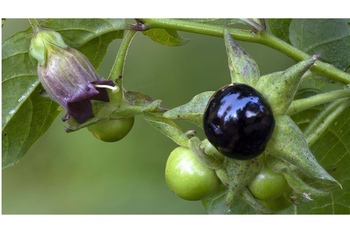 Schwarze Tollkirsche (Atropa belladonna): Diese giftige Pflanzenart stammt aus der Familie der Nachtschattengewächse (Solanaceae). Der Gattungsname „Atropa“ entspringt der griechischen Mythologie: „Atropa“ ist eine der drei griechischen Schicksalsgöttinnen, die den Lebensfaden durchschneidet. Der atropinhaltige Saft der Beere bewirkt eine pupillenvergrößernde Wirkung und wurde früher zu Schönheitszwecken von Frauen eingesetzt. Die Vergiftungserscheinungen reichen von Mundtrockenheit und Sehstörungen über Herzrasen bis hin zu Halluzinationen. Die Folge kann Atem- und Herzstillstand sein.