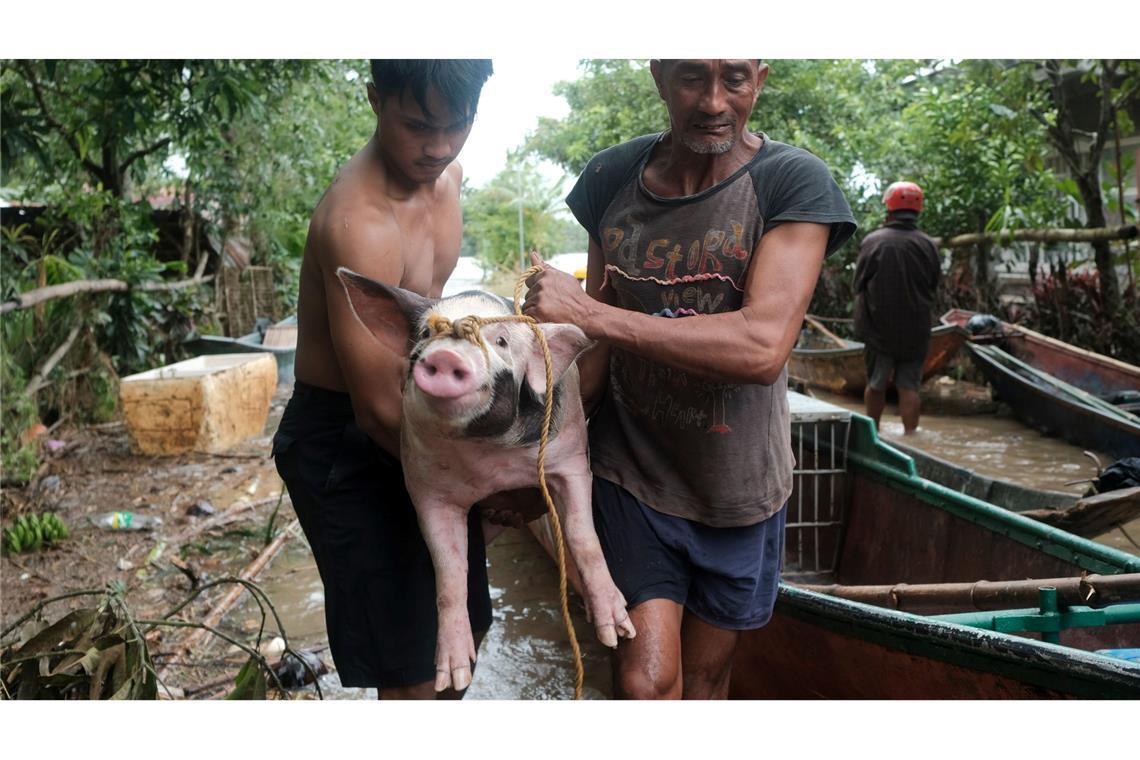 Schwein gehabt: Einwohner bringen ihr Schwein nach dem Tropensturm "Trami" in Sicherheit.