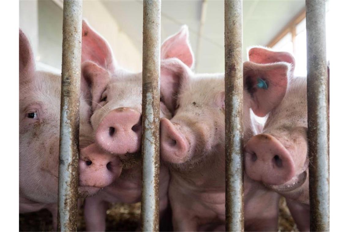 Schweine stehen in einem Schweinestall. Foto: Marijan Murat/dpa/Archivbild