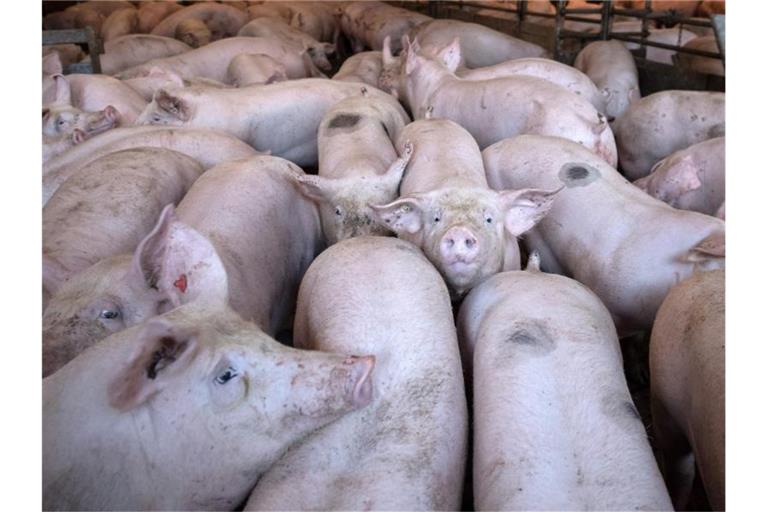 Schweine stehen in einem Stall. Foto: Sina Schuldt/dpa/Symbolbild