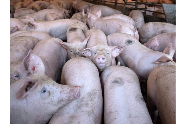 Schweine stehen in einem Stall im niedersächsischen Kirchlinteln. Foto: Sina Schuldt/dpa