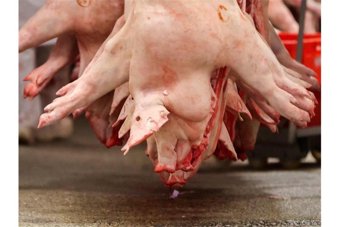 Koalition verordnet Schlachthöfen Regeln gegen Ausbeutung Schweinehälften in einem Schlachtbetrieb: Das Arbeitsschutzkontrollgesetz soll der Branche ein Verbot von Werkverträgen verordnen. Foto: Jan Woitas/dpa-Zentralbild/dpa