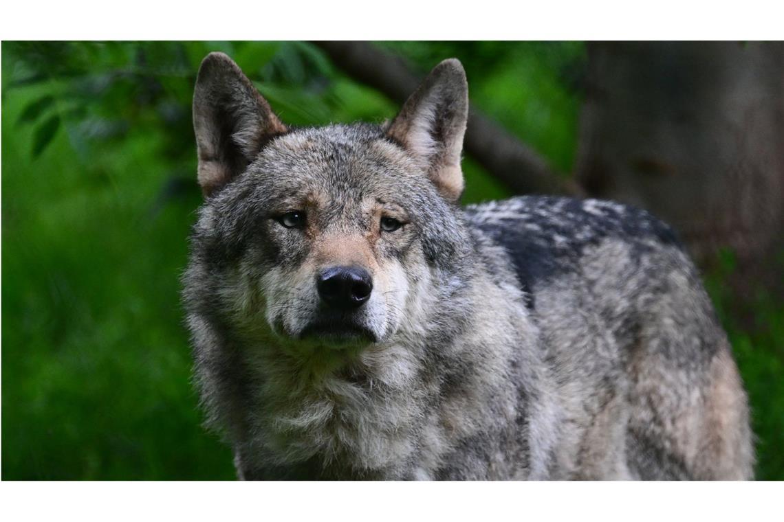 Sechs Schafe soll ein Wolf im Landkreis Rastatt gerissen haben. (Symbolfoto)