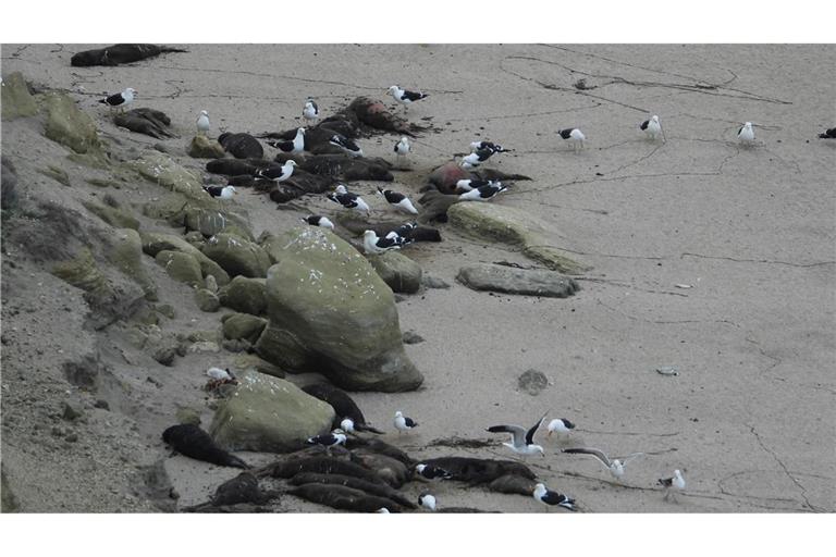 See-Elefanten in Argentinien wurden von der Vogelgrippe besonders schwer getroffen. Hier sind tote Tiere an einem Strand zu sehen.