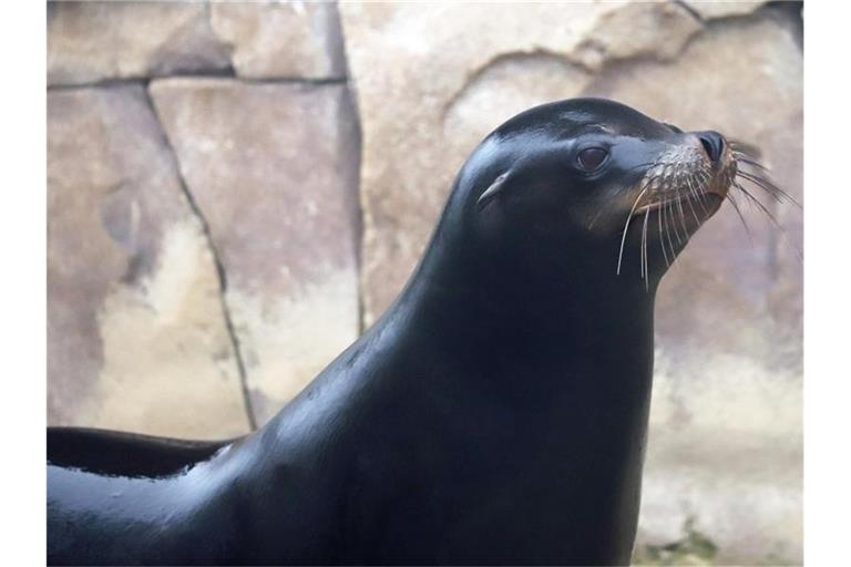 Seelöwenbulle Gino im Zoo Karlsruhe. Das Tier zieht von Baden nach Teneriffa. Foto: Maike Franzen/Zoo Karlsruhe/dpa