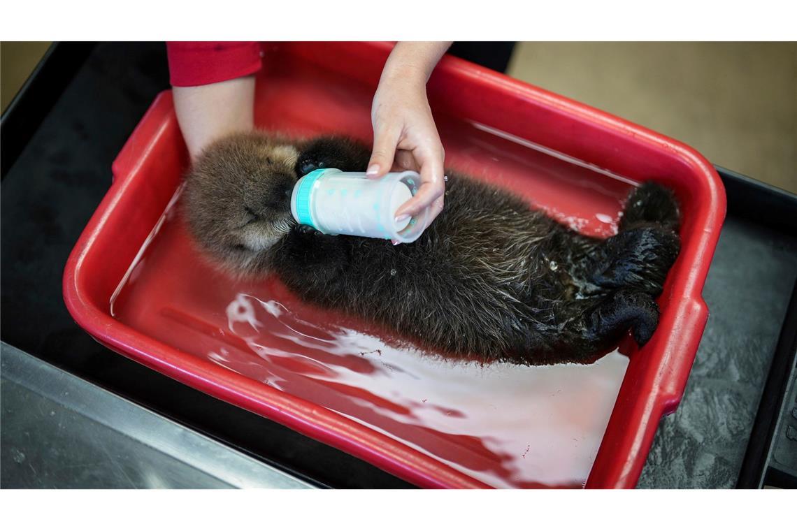 Seeotterbaby Luna wird im Marine Mammal Rescue Centre des Vancouver Aquariums mit Muschel-Welpenfutter gefüttert.