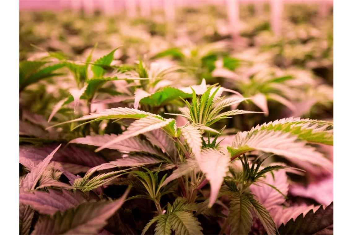 Hoffen auf das große Geschäft mit Cannabis Seit einigen Jahren wird Cannabis für medizinische Zwecke wie Schmerzlinderung bei Schwerkranken erlaubt. Foto: Christian Charisius/dpa