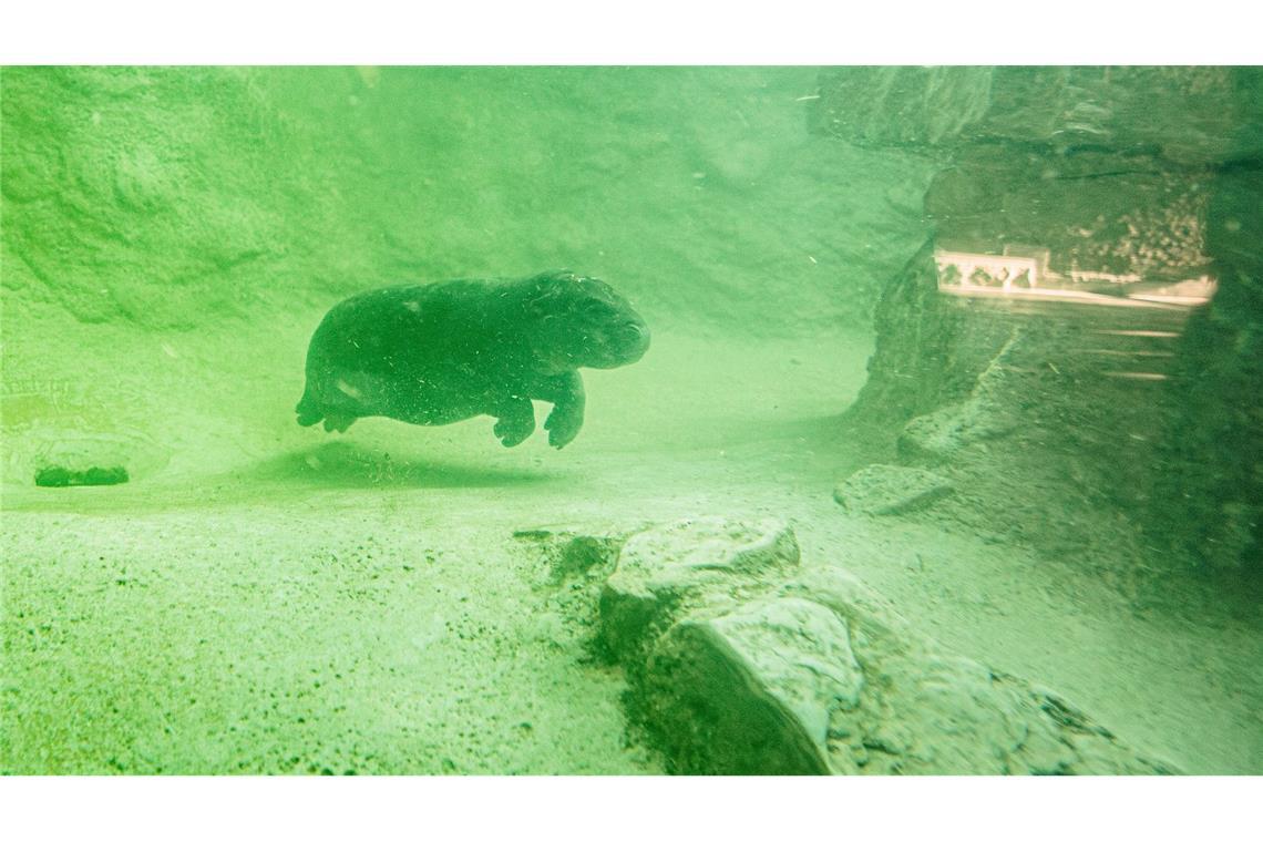 Selbst unter Wasser ist Toni einfach süß (Archivbild).