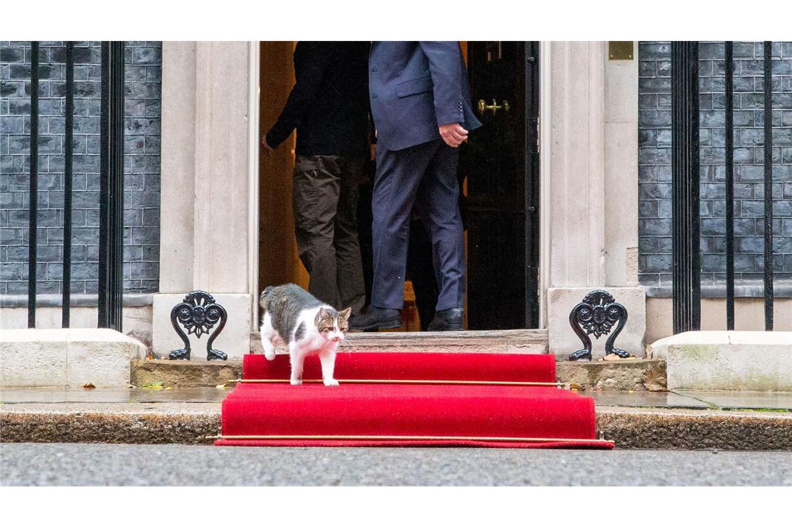 Selenskyj bei britischem Premier Starmer – Katze Larry verlässt derweil die Downing Street 10