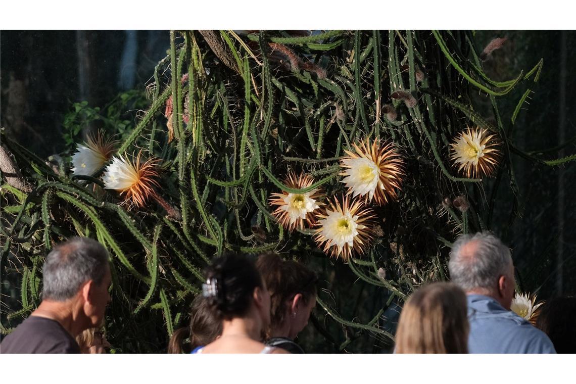 Seltenes Schauspiel: Besucher des Botanischen Gartens der Universität Leipzig stehen vor Blüten der „Königin der Nacht“. Die karibische Pflanze erblüht nur eine Nacht, was ihr den Namen gab.