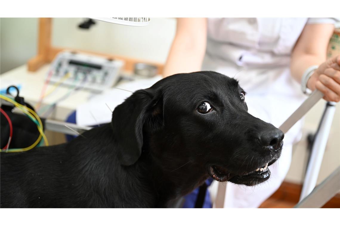 Shilius Herrchen brachte die Hündin wegen Problemen mit den Hinterbeinen in das Beijing Guanshang Tierkrankenhaus.