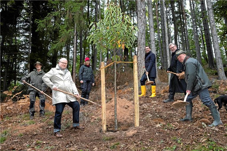 Sie alle wollten „eine Schaufel voll“ zum Gelingen der Pflanzungen beitragen (von links): Förster Axel Kalmbach, Christian Lange (MdB, SPD), Leiterin Forstamt Backnang Dagmar Wulfes, Landrat Richard Sigel, Sulzbachs Bürgermeister Dieter Zahn und der Leiter des Forstbezirks Schwäbisch-Fränkischer Wald Martin Röhrs. Foto: J. Fiedler