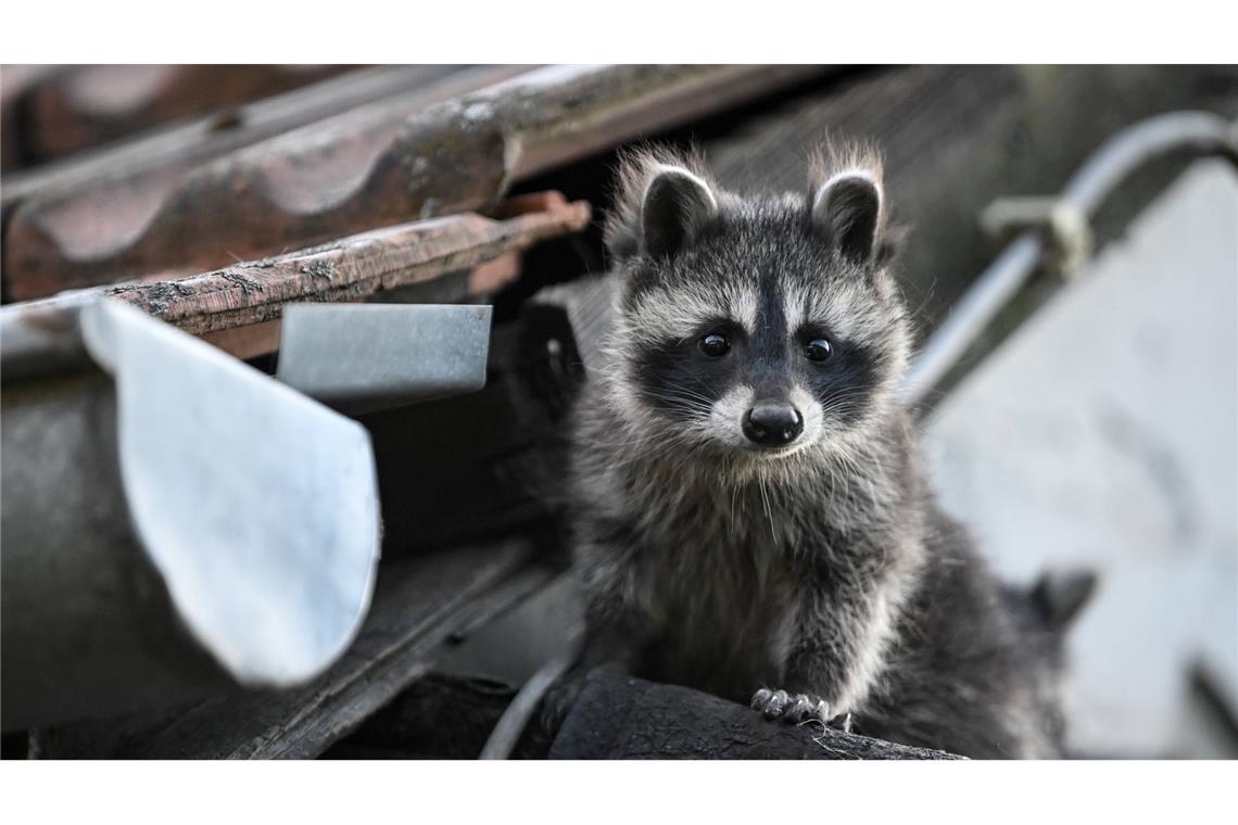 Sie sehen süß aus,  bringen aber für Städte und andere gefährdete Tierarten viele Probleme mit sich.