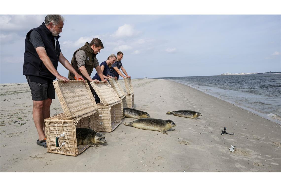 Sie wurden mit einem Boot und in Körben auf die Insel gebracht und hier in die Freiheit entlassen.