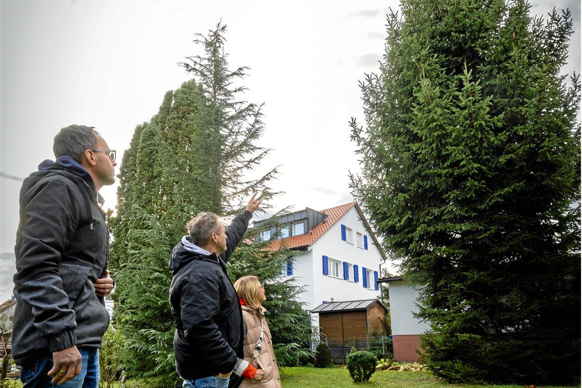 Simon Heideker (von links), Rafael Bidlingmaier und Michaela Lutz nehmen die Nadelbäume in Augenschein, die der Stadt angeboten wurden.  Foto: Alexander Becher