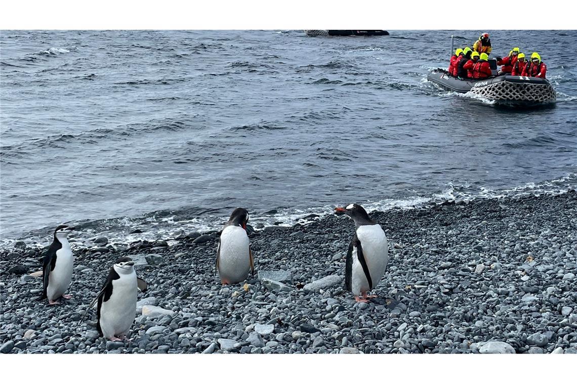 Sind die Pinguine wegen der vielen Besucher gestresst? Da gehen die Meinungen auseinander.