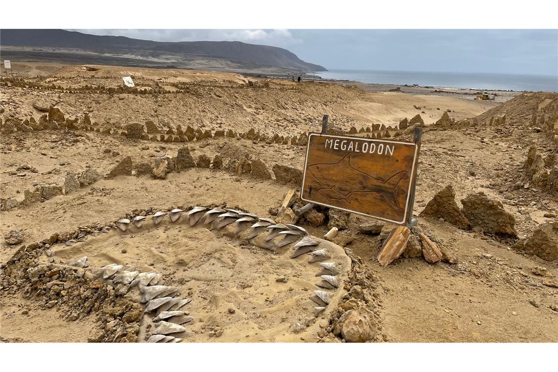 Skelettteile des Megalodon wurden in verschiedenen Teilen der Welt gefunden, etwa in Chile. (Archivbild)